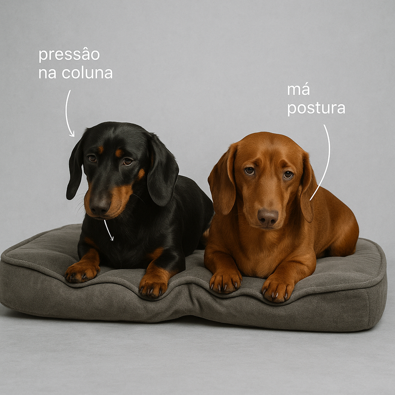 Colchão Ortopédico do Salsichinha