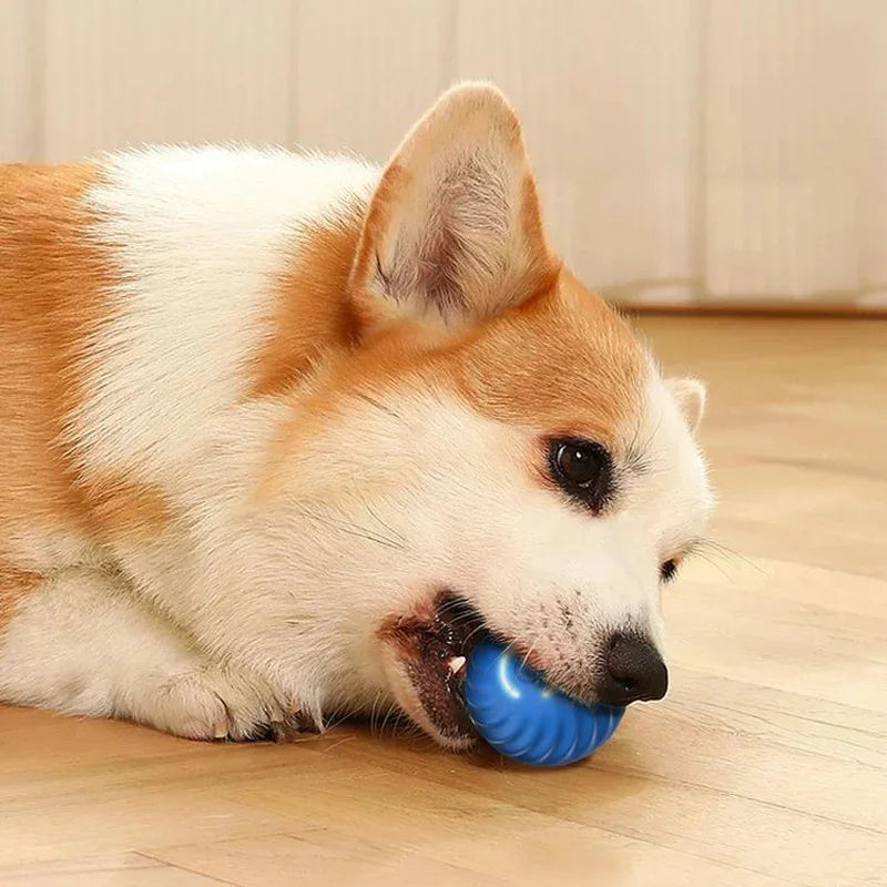 Bola de Brinquedo Elétrica para Cães Promoção dia das Crianças