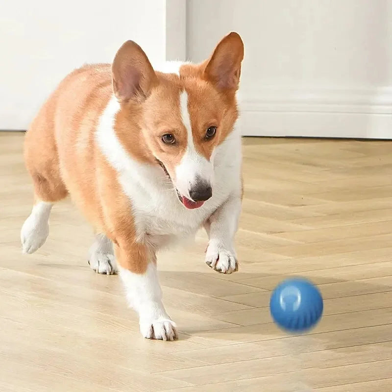 Bola de Brinquedo Elétrica para Cães Promoção dia das Crianças