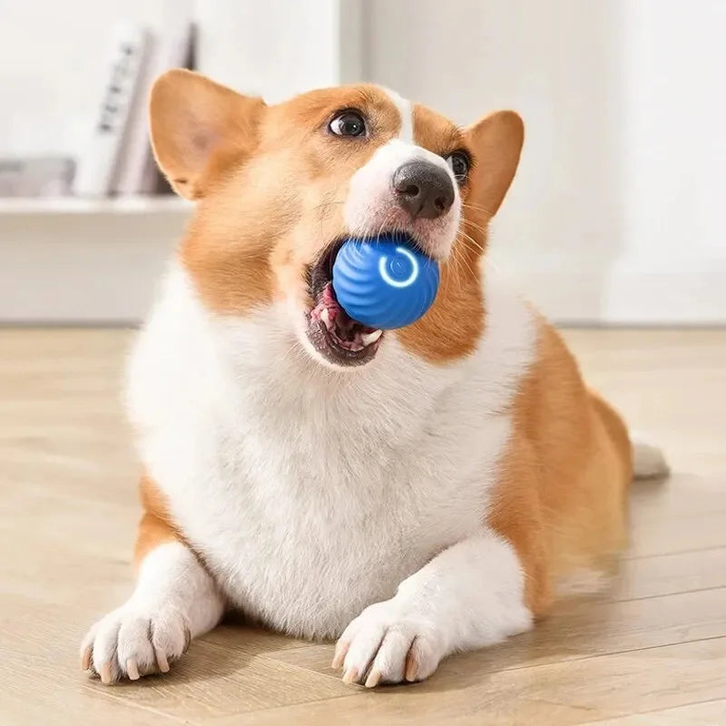 Bola de Brinquedo Elétrica para Cães Promoção dia das Crianças